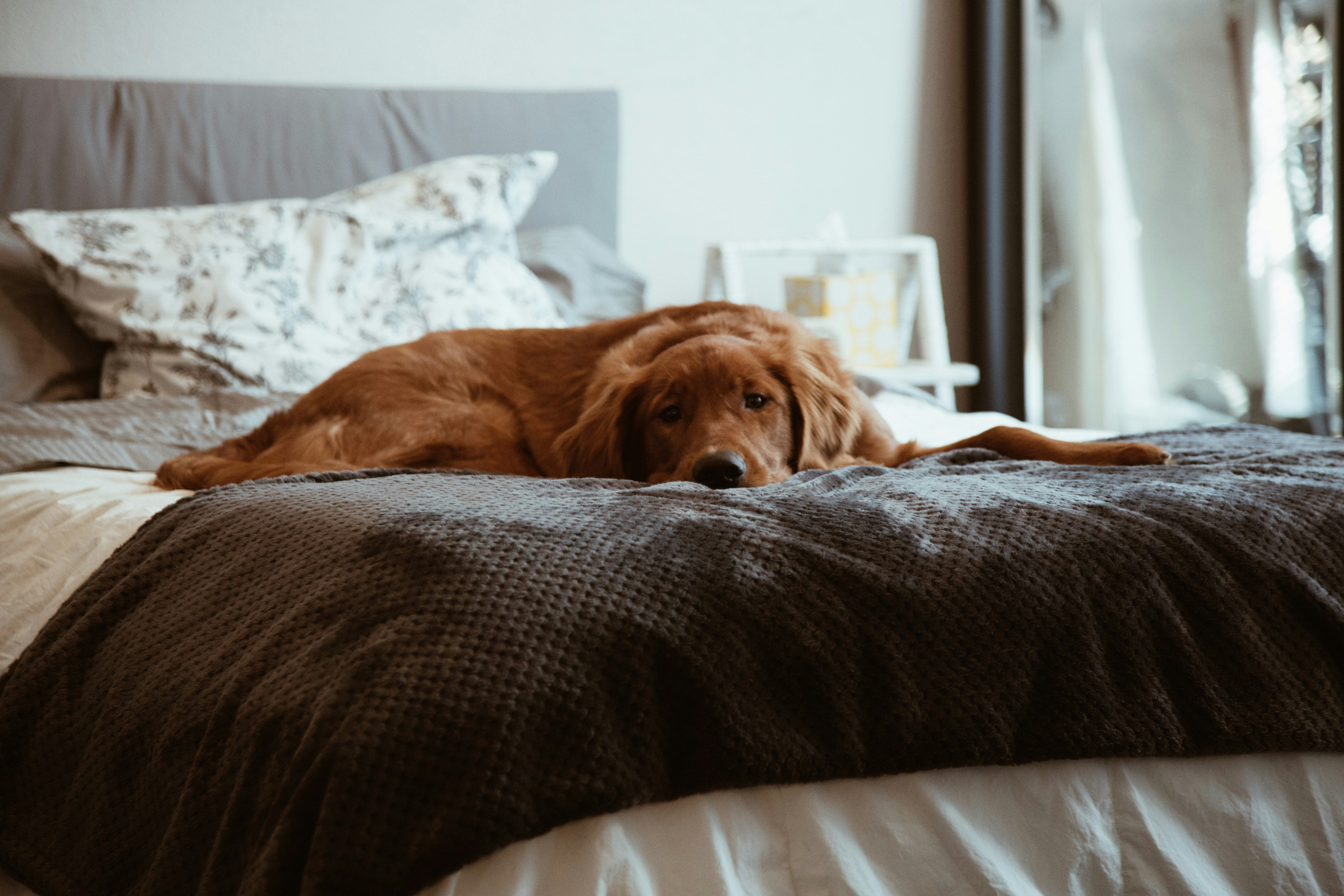 Mattress cleaning by DirtBlasters.com Atlanta GA